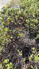 Arctostaphylos pumila