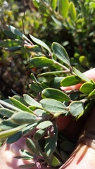 Arctostaphylos pumila