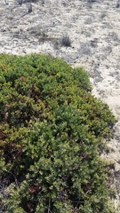 Arctostaphylos pumila