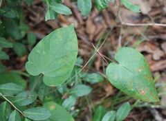 Aristolochia tomentosa