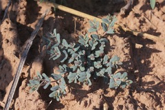 Euphorbia serrula