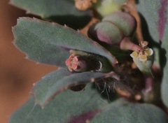 Euphorbia serrula