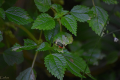 Paratriarius curtisii