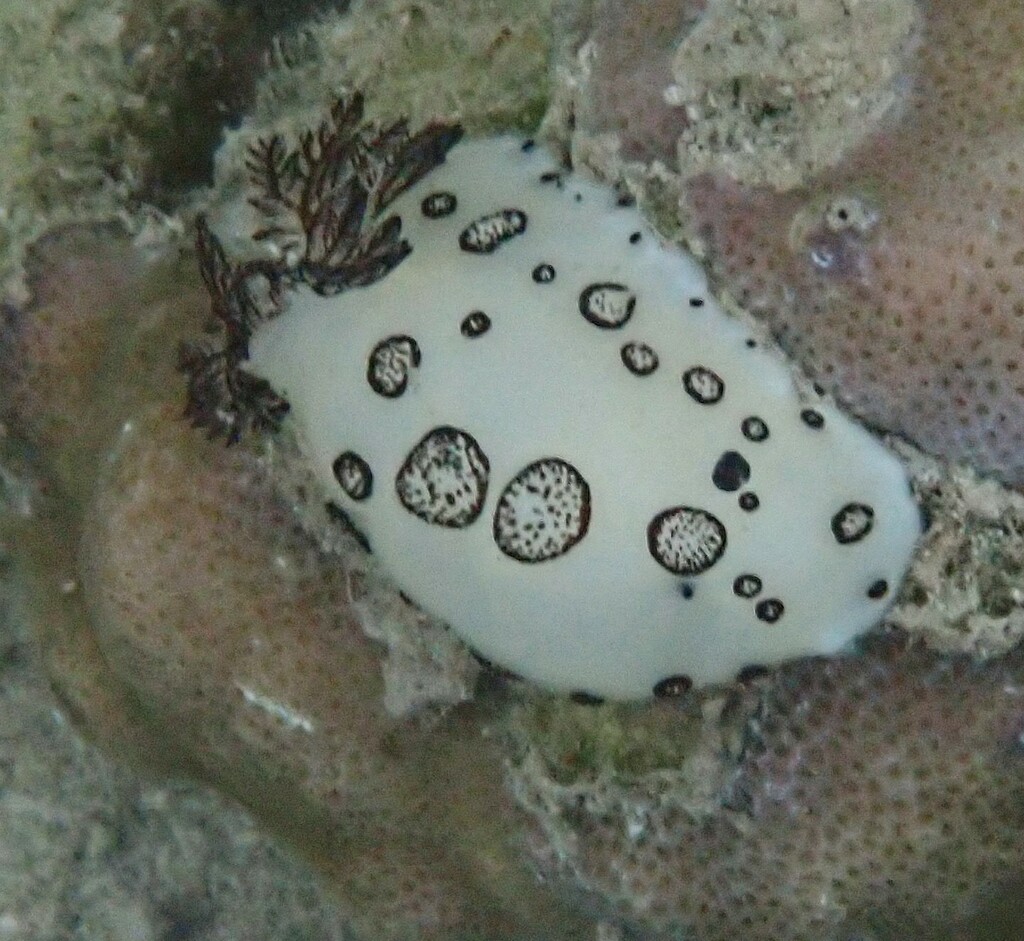 Ringed Velvet Dorid