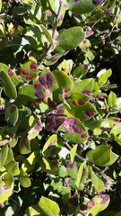 Exobasidium arctostaphyli