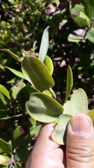 Arctostaphylos crustacea