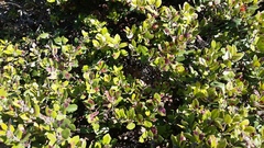 Arctostaphylos crustacea