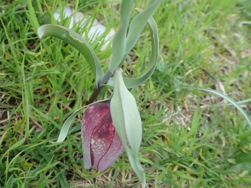 Image of Fritillaria tubaeformis by (c) bigayon, some rights reserved (CC BY)