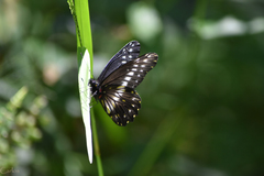 Catasticta flisa flisa