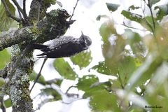 Dryobates stricklandi