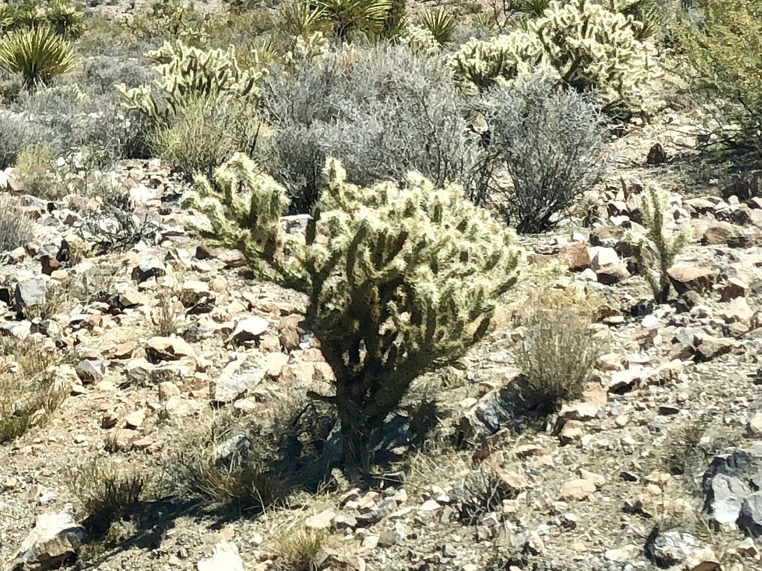 Cylindropuntia acanthocarpa ssp. acanthocarpa