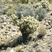 Cylindropuntia acanthocarpa acanthocarpa - Photo (c) CK Kelly, some rights reserved (CC BY), uploaded by CK Kelly