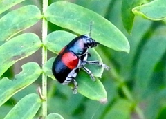 Megalostomis pyropyga