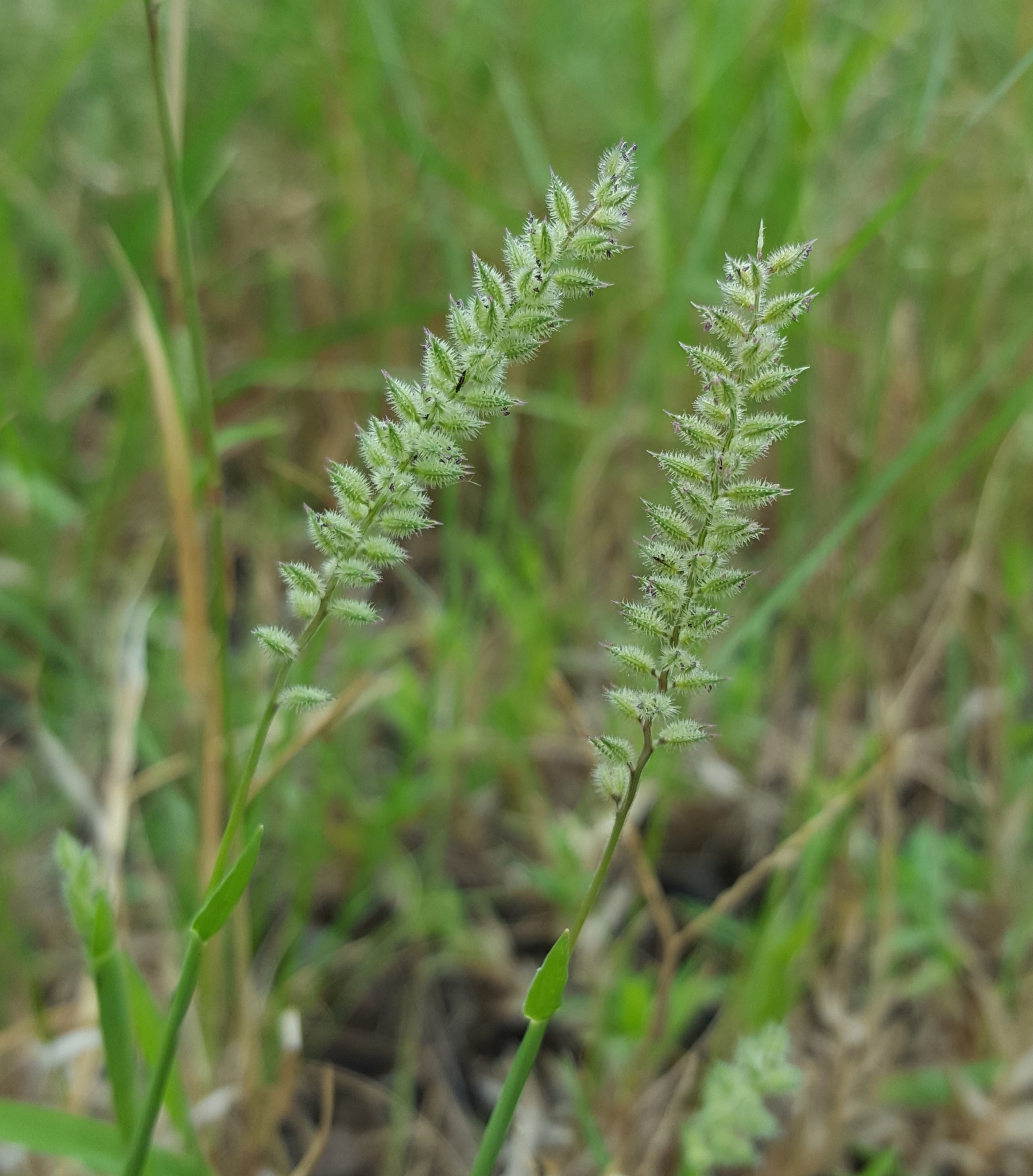 (c) François Rousseu, certains droits réservés (CC BY-NC) https://www.inaturalist.org/observations/156422402