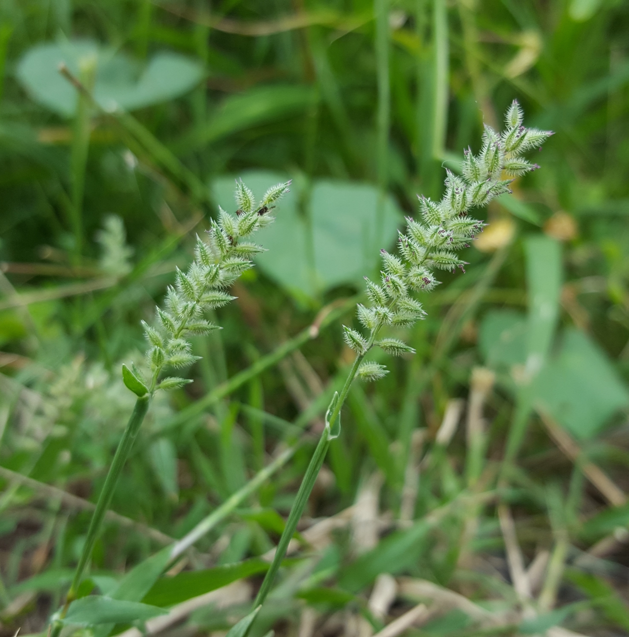 (c) François Rousseu, certains droits réservés (CC BY-NC) https://www.inaturalist.org/observations/156422402