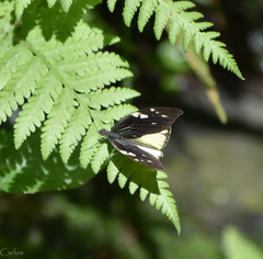 Lieinix nemesis atthis