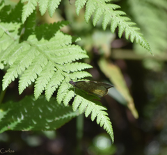 Lieinix nemesis atthis