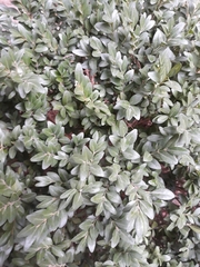 Buxus