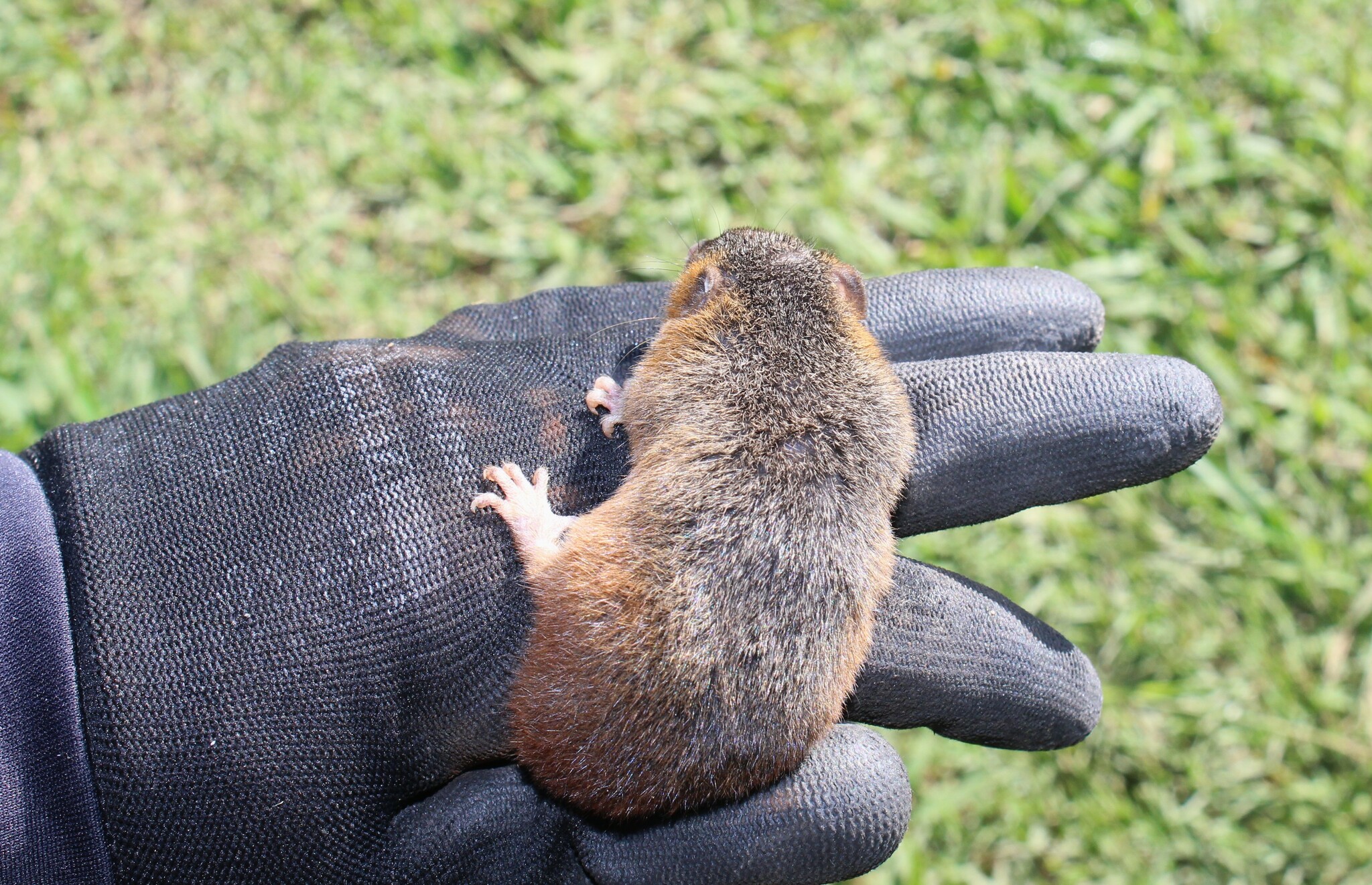 Monodelphis dimidiata (Wagner, 1847)