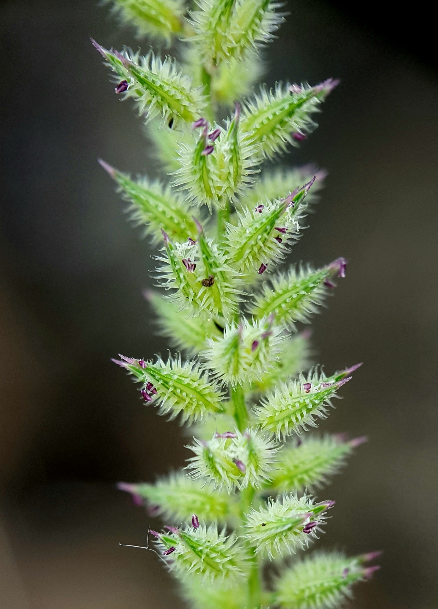 (c) François Rousseu, certains droits réservés (CC BY-NC) https://www.inaturalist.org/observations/156422402