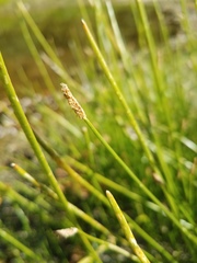 Eleocharis macrostachya