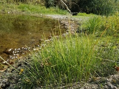 Eleocharis macrostachya