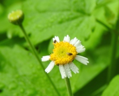 Perityle microglossa