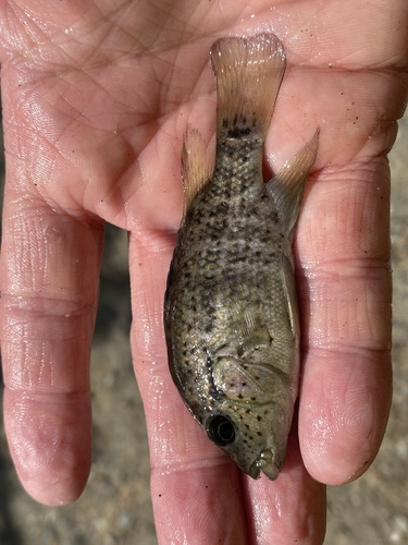 Haitian cichlid (Nandopsis haitiensis) — Cichlidae — 5