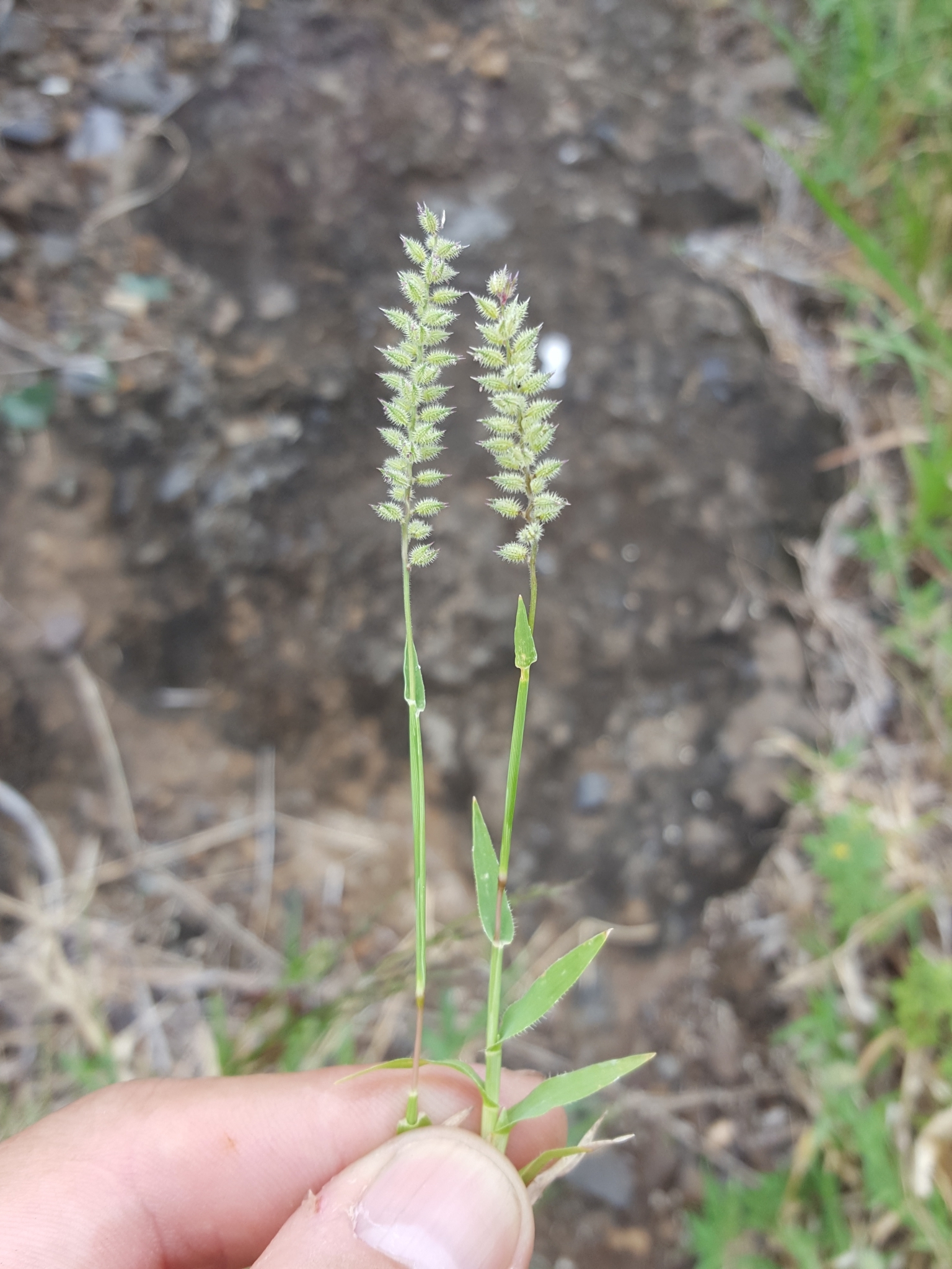 (c) François Rousseu, certains droits réservés (CC BY-NC) https://www.inaturalist.org/observations/156422402