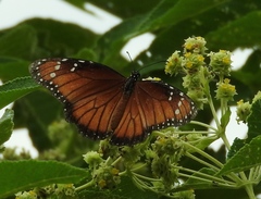Danaus eresimus montezuma
