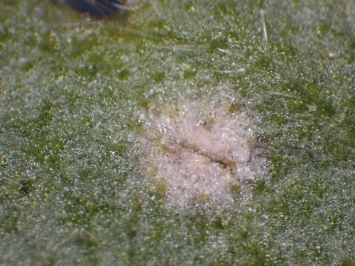 Entyloma eburneum