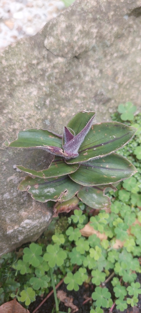 Tradescantia cerinthoides, La Cabrera, Chapinero, Bogotá, Bogota, Colombia