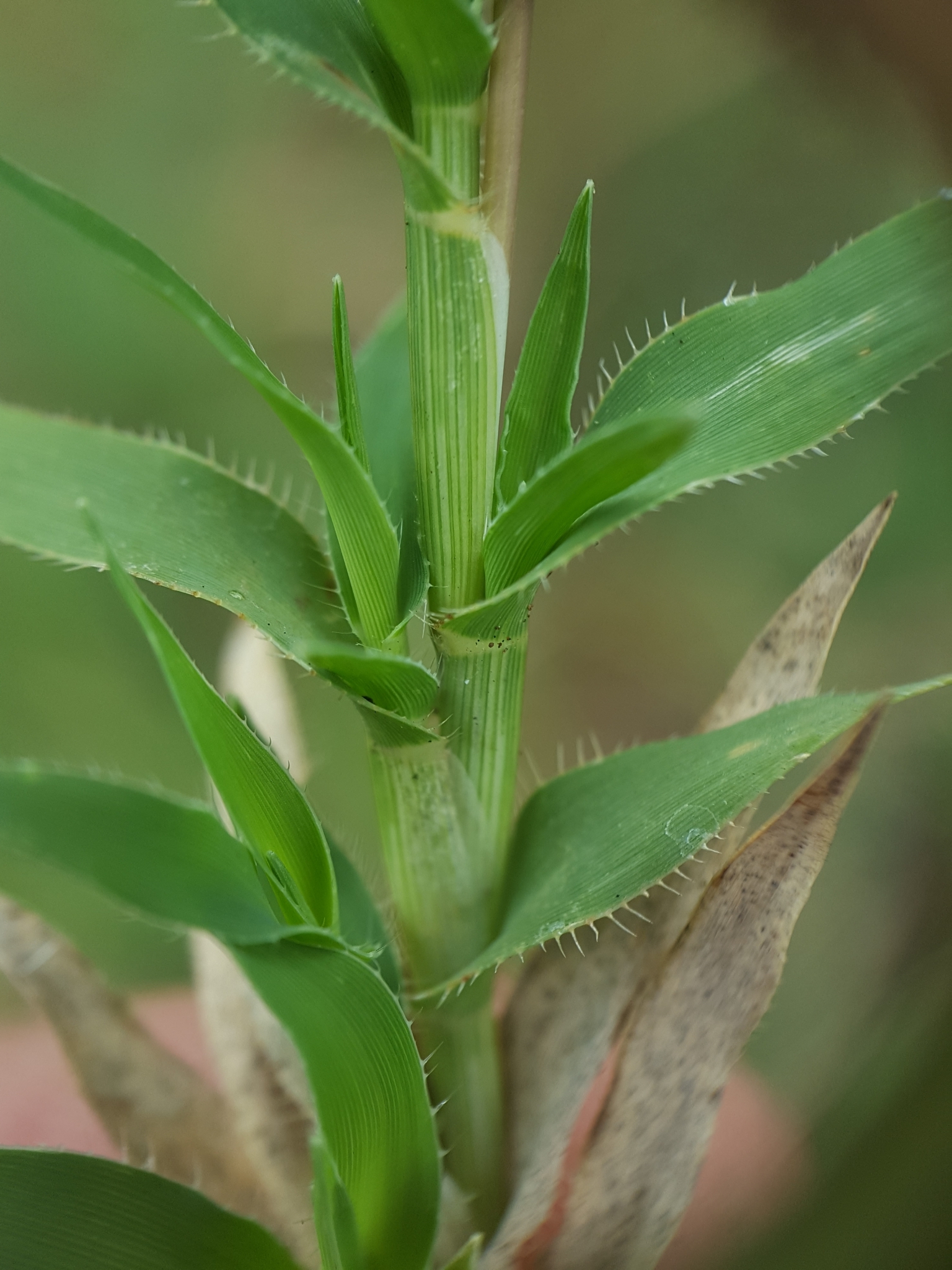 (c) François Rousseu, certains droits réservés (CC BY-NC) https://www.inaturalist.org/observations/156422402