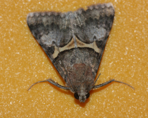 Forsebia Moth photo 5
