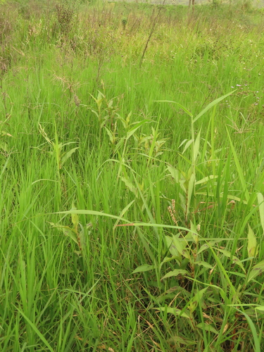 Image of Persicaria barbata by (c) chiuluan, some rights reserved (CC BY)