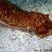 Tubular Sea Cucumber - Photo (c) Frédéric ANDRE, some rights reserved (CC BY-NC), uploaded by Frédéric ANDRE