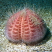 Purple Heart Urchin - Photo (c) Frédéric ANDRE, some rights reserved (CC BY-NC), uploaded by Frédéric ANDRE