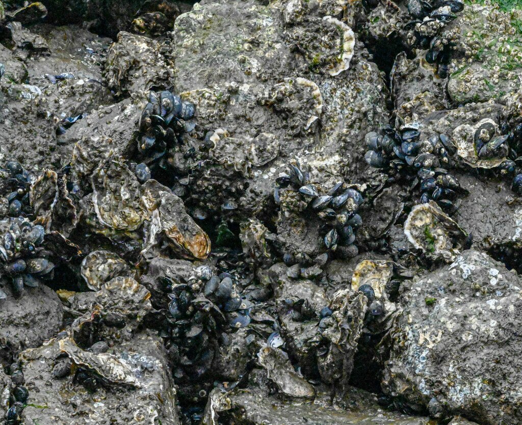 Pacific Oyster from Granville Island, Vancouver, BC, Canada on April 23