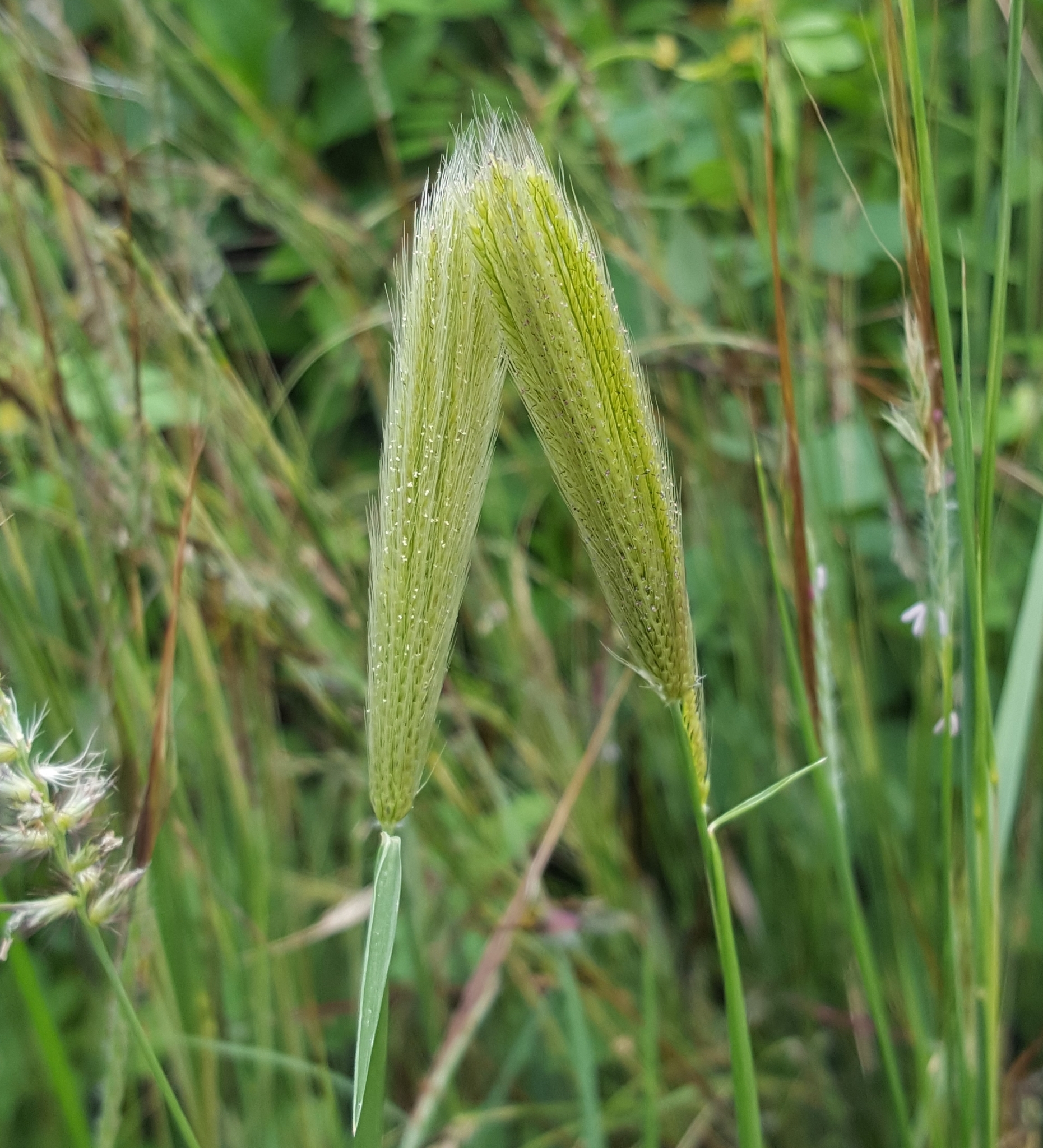 (c) François Rousseu, certains droits réservés (CC BY-NC) https://www.inaturalist.org/observations/156419530