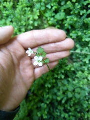 Cardamine dolichostyla