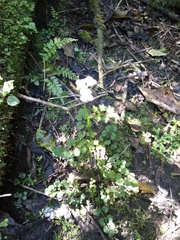 Cardamine dolichostyla