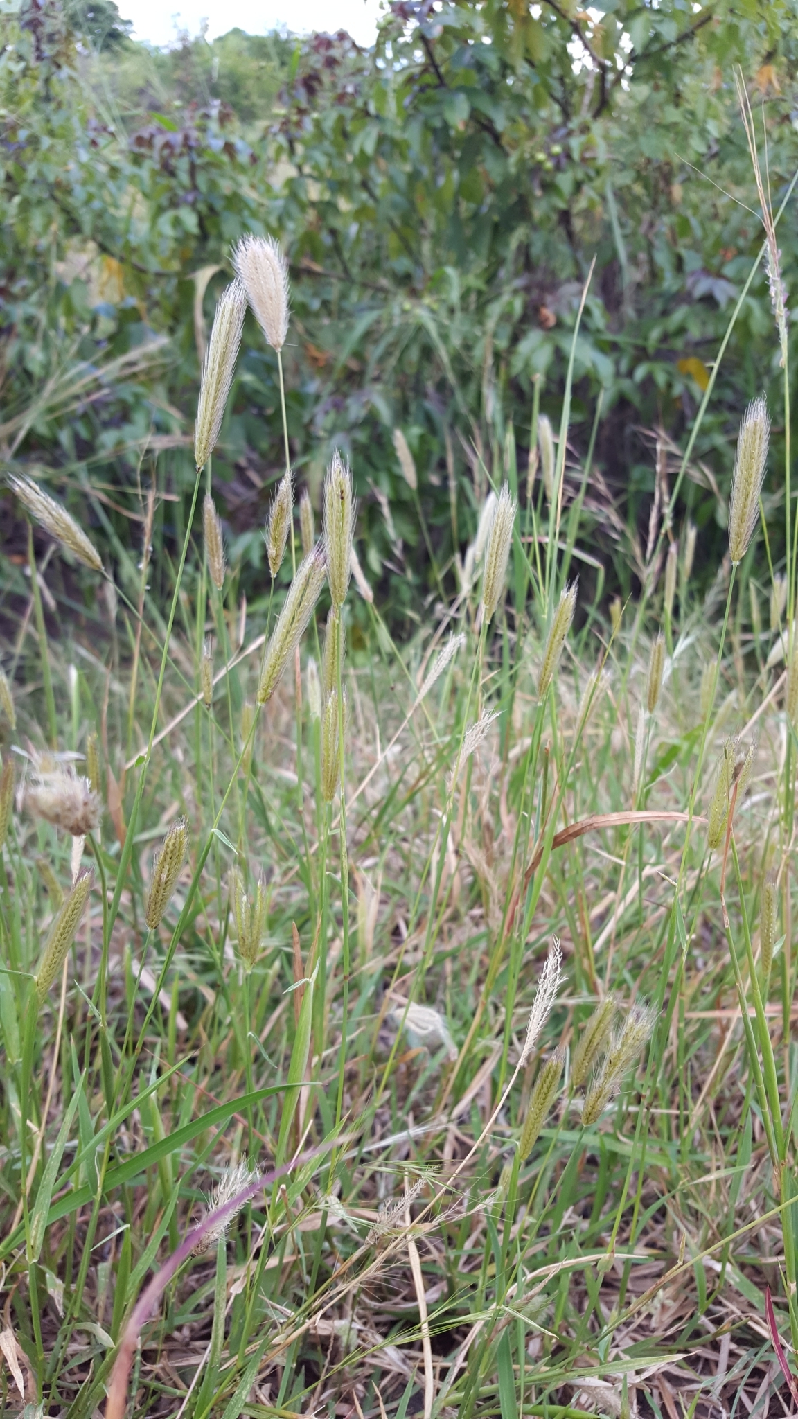 (c) François Rousseu, certains droits réservés (CC BY-NC) https://www.inaturalist.org/observations/156419530