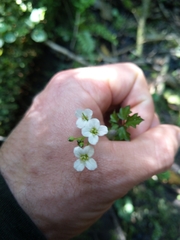 Cardamine dolichostyla