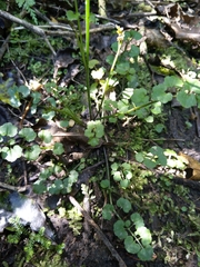 Cardamine dolichostyla