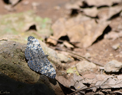 Hamadryas iphthime joannae