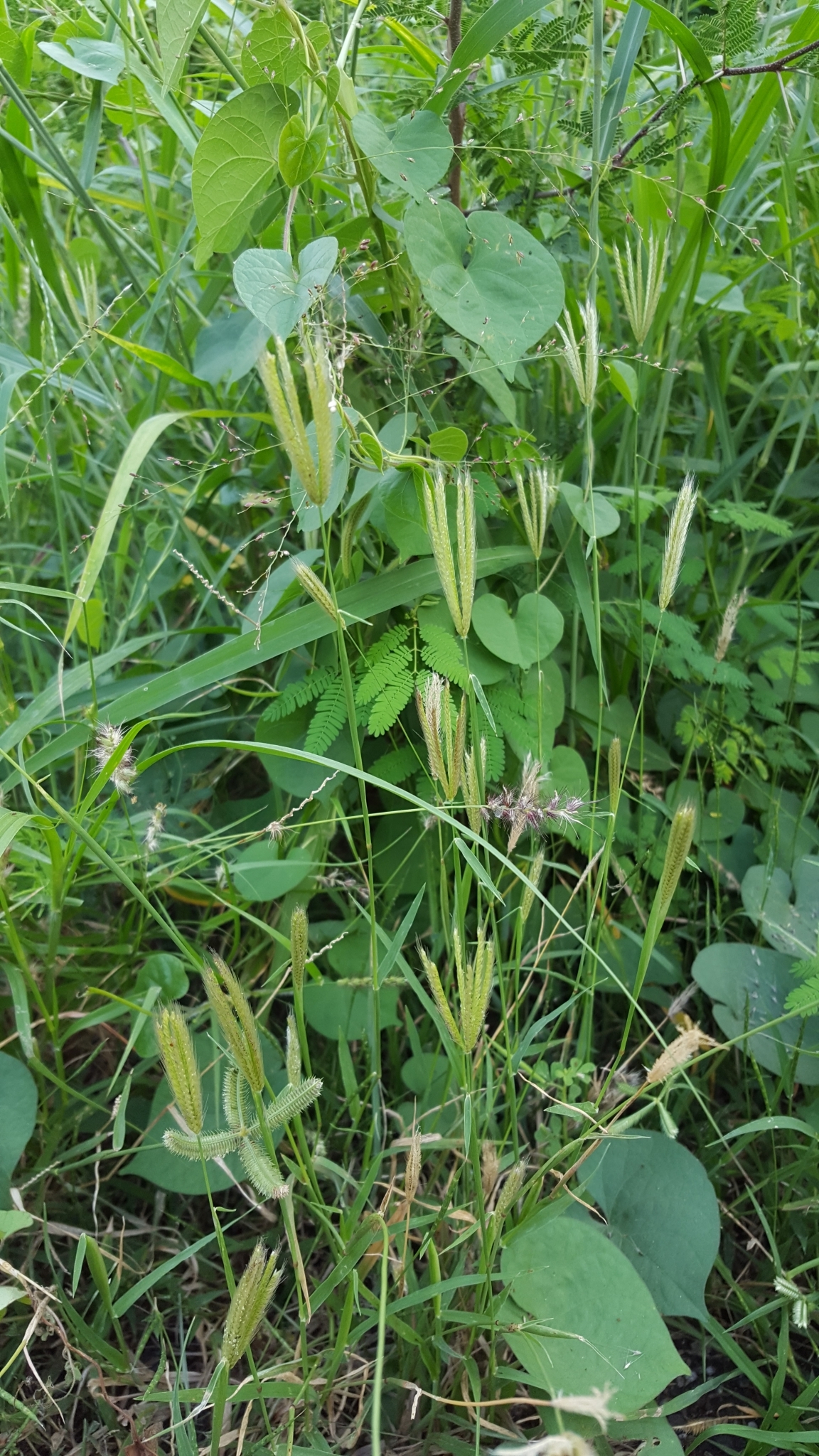 (c) François Rousseu, certains droits réservés (CC BY-NC) https://www.inaturalist.org/observations/156419530