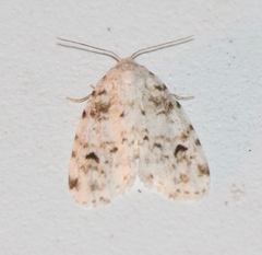 Clemensia ochreata