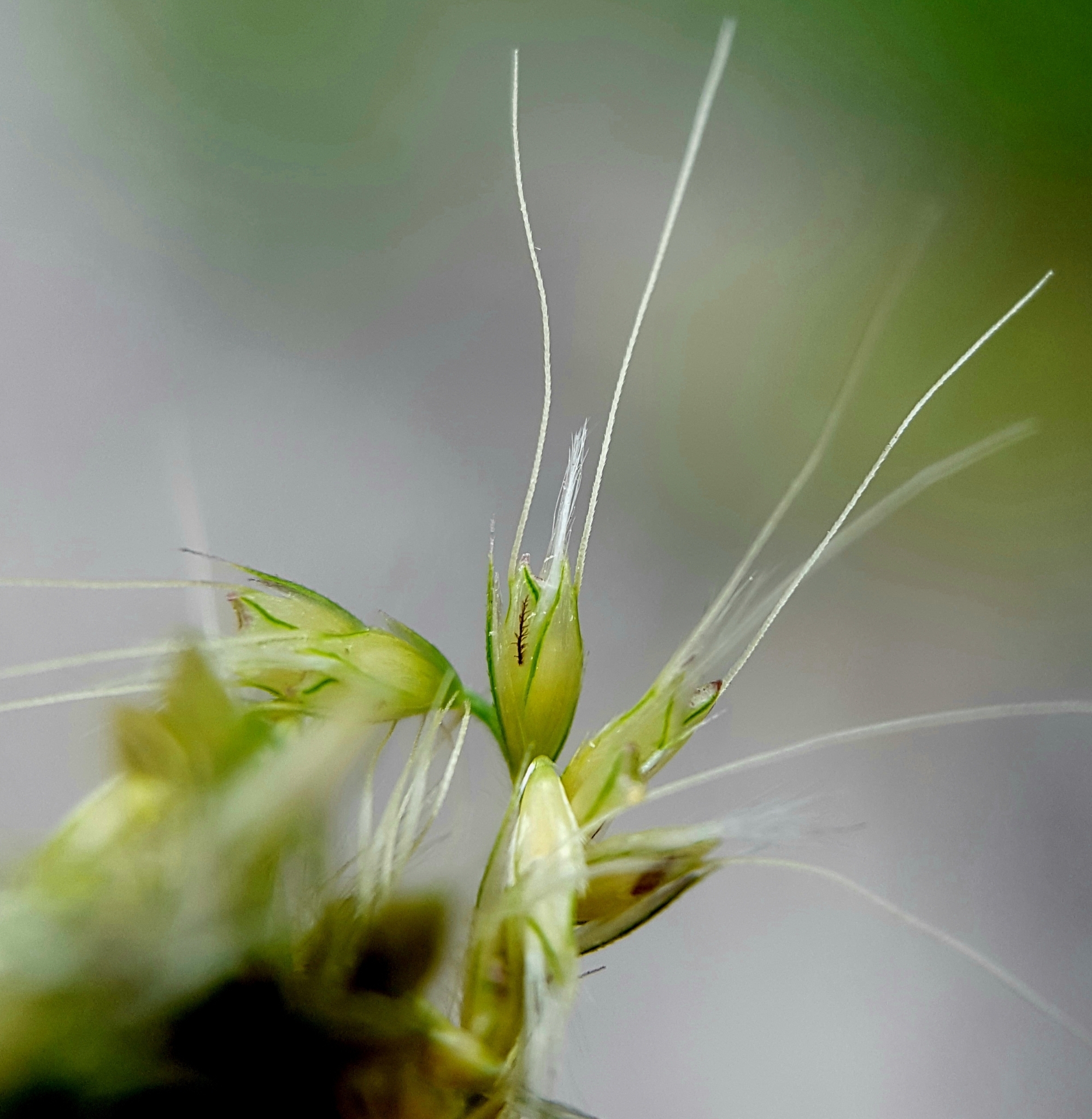 (c) François Rousseu, certains droits réservés (CC BY-NC) https://www.inaturalist.org/observations/156419530
