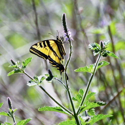 iNaturalist observation photo of Western Tiger Swallowtail