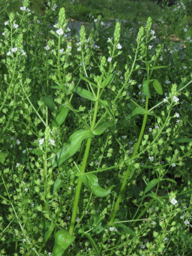 Image of Veronica undulata by (c) chiuluan, some rights reserved (CC BY)